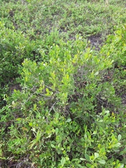 Symphyopappus casarettoi