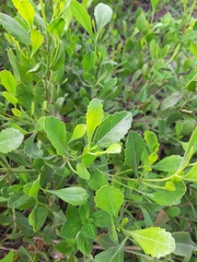 Symphyopappus casarettoi
