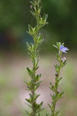 Veronica dillenii