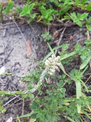 Pterocaulon lorentzii