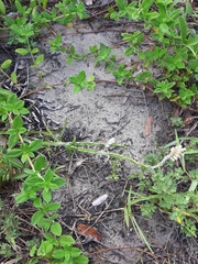 Pterocaulon lorentzii