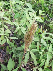 Schizachyrium microstachyum