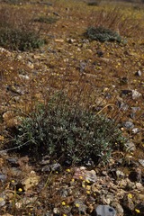 Eriogonum tripodum