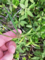 Cyperus aggregatus