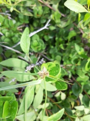 Cyperus aggregatus