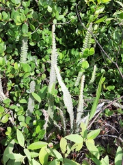 Pleopeltis lepidopteris