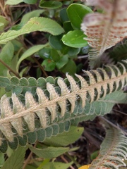 Pleopeltis lepidopteris