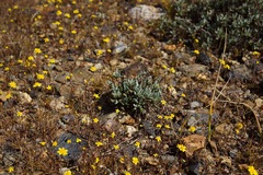 Eriogonum tripodum