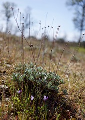 Eriogonum tripodum