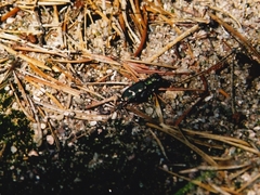 Cicindela patruela