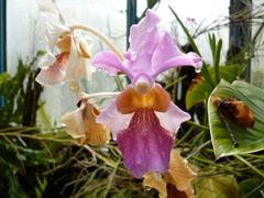 Papilionanthe