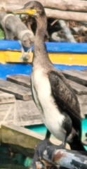 Phalacrocorax fuscicollis