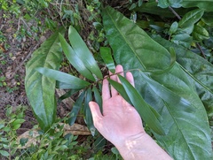 Zamia erosa