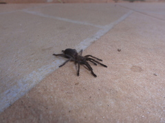 Dolichothele exilis