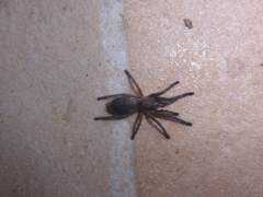 Dolichothele exilis