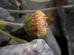 Anthemis abrotanifolia
