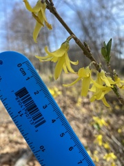 Forsythia viridissima