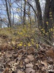 Forsythia viridissima