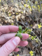 Forsythia viridissima