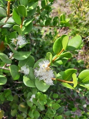 Eugenia catharinae