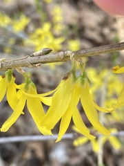Forsythia viridissima