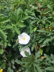 Distimake dissectus edentatus