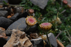 Anthemis abrotanifolia