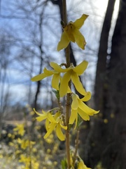 Forsythia viridissima
