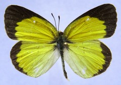 Pyrisitia lisa centralis