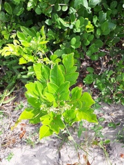 Paullinia trigonia