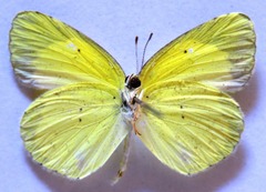 Pyrisitia lisa centralis