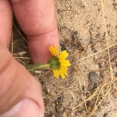 Deinandra corymbosa