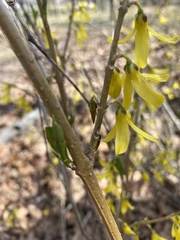Forsythia viridissima