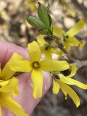 Forsythia viridissima