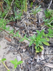 Hexasepalum apiculatum