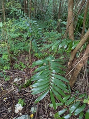 Zamia erosa