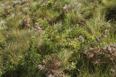 Heteromorpha