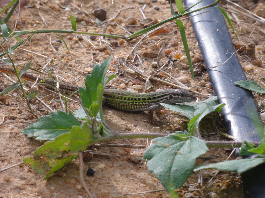 Whiptail Shell Eastern South American Whiptails from Anagé - BA, Brasil on December 30 ...