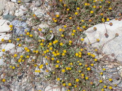 Anthemis ammanthus paleacea