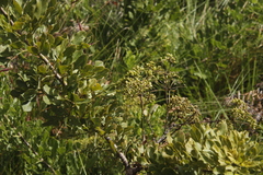 Heteromorpha