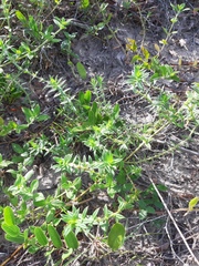 Hexasepalum apiculatum