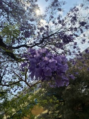 Jacaranda