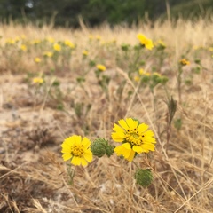 Deinandra corymbosa