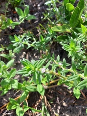 Hexasepalum apiculatum