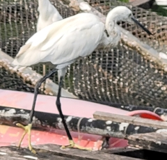 Egretta garzetta