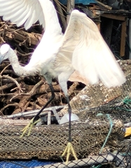 Egretta garzetta