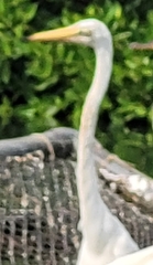 Ardea alba