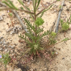 Deinandra corymbosa