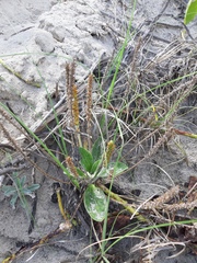 Plantago catharinea