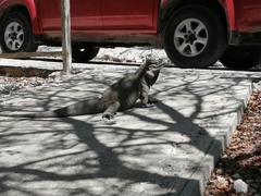 Cyclura cornuta cornuta